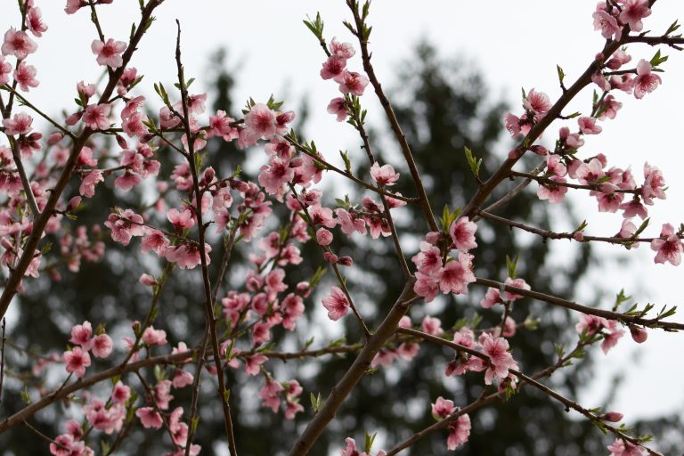 Peach blossoms