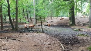 Bathing Scottish highlanders at the National Park Veluwezoom, Lappendeken (near de Steeg), the Netherlands