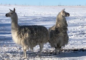 Two llamas standing in the snow, back to back
