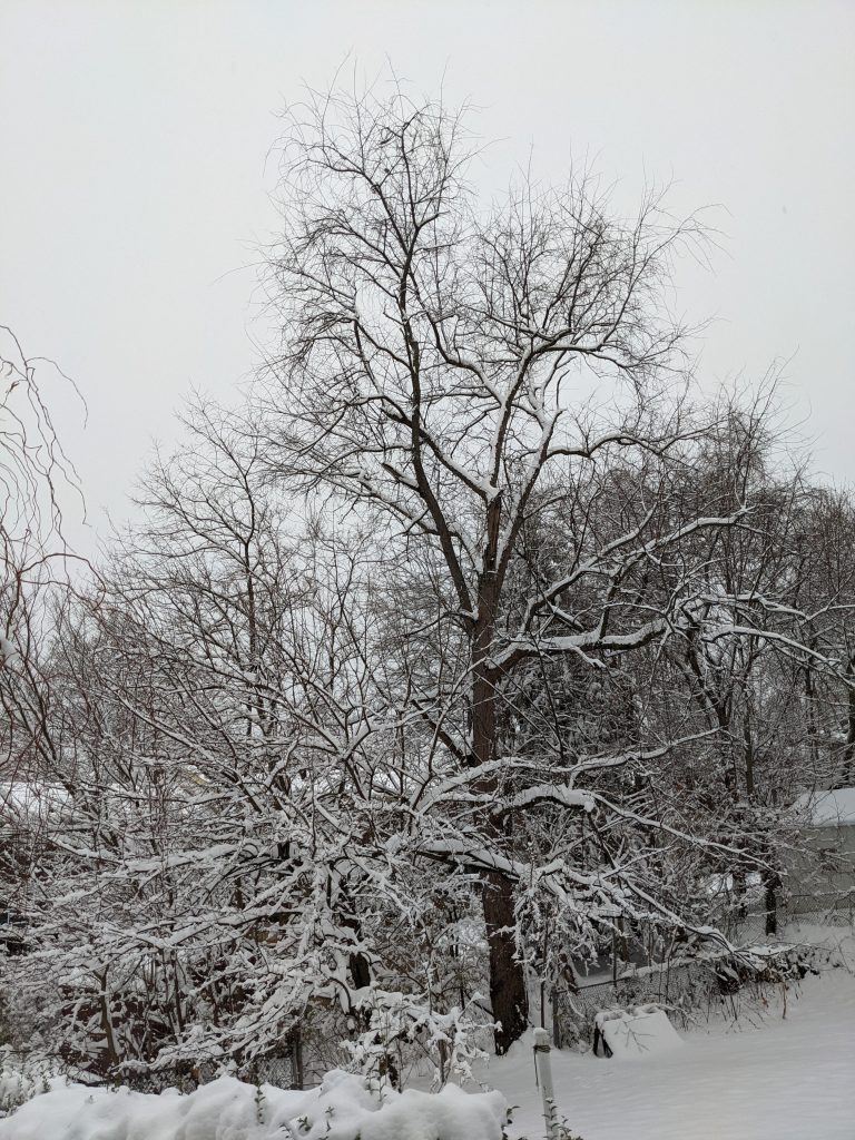 Snow covered trees