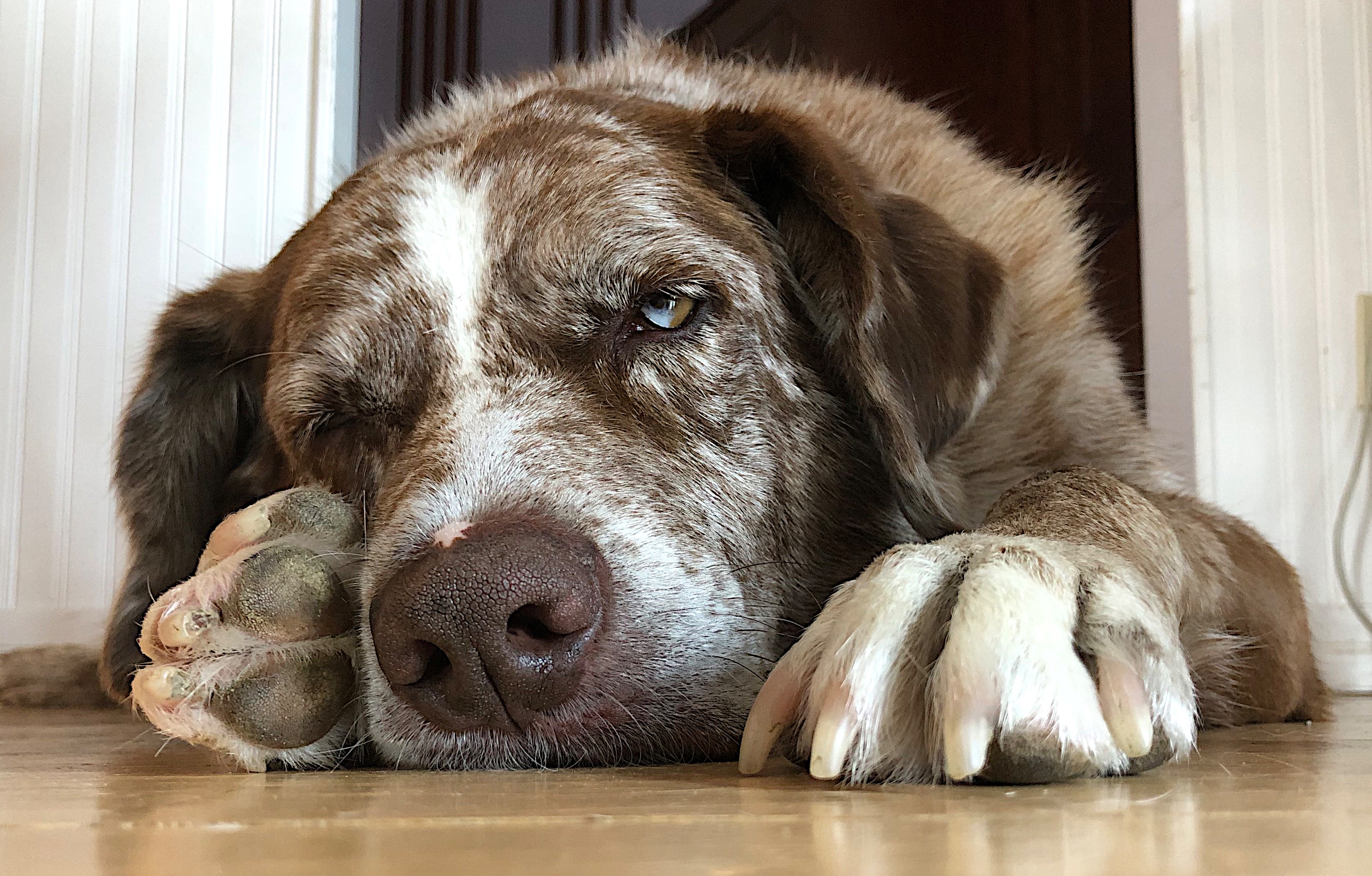 Close up of a sleepy brown and white dog laying on a wood floor, once eye closed