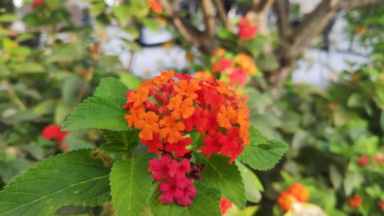 West Indian Lantana