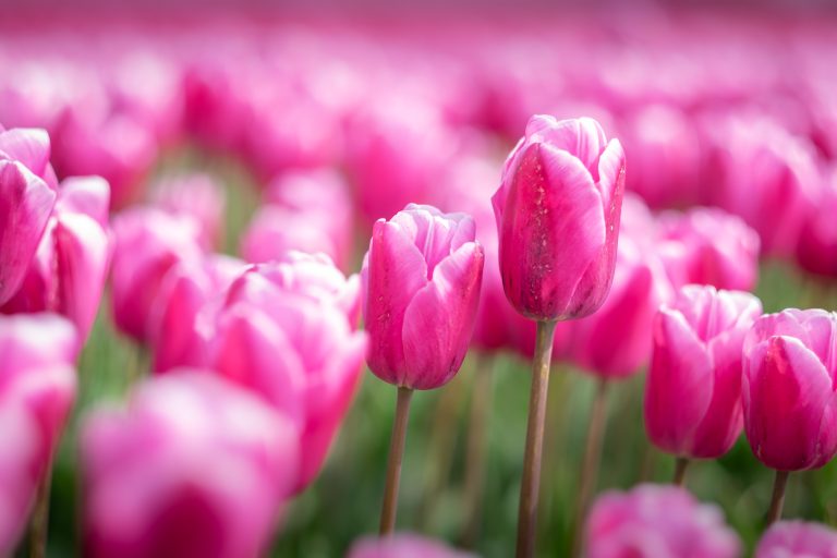 Tulips in a field near Oude Tonge, The Netherlands