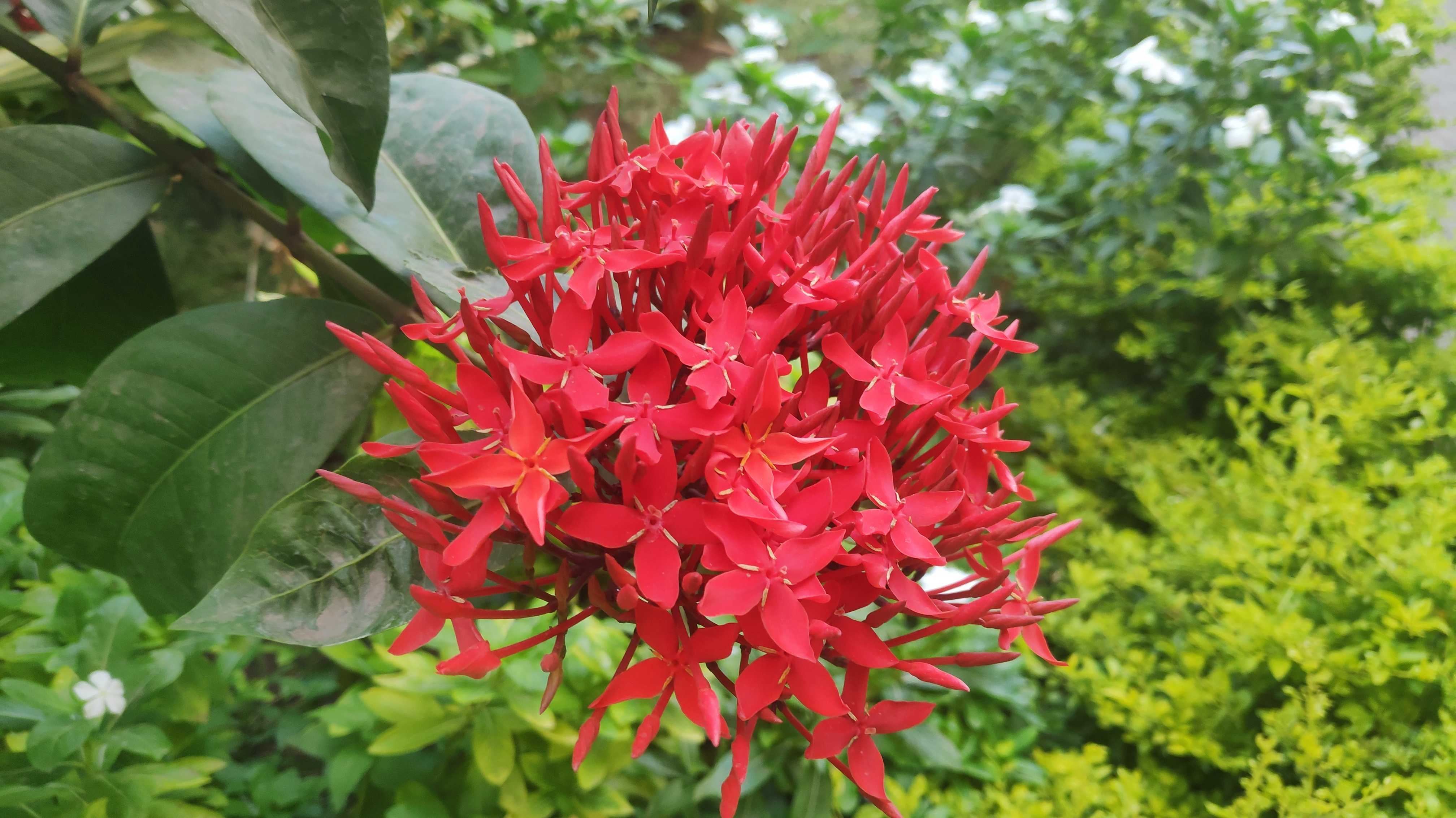 Red bunch of Ashoka flowers
