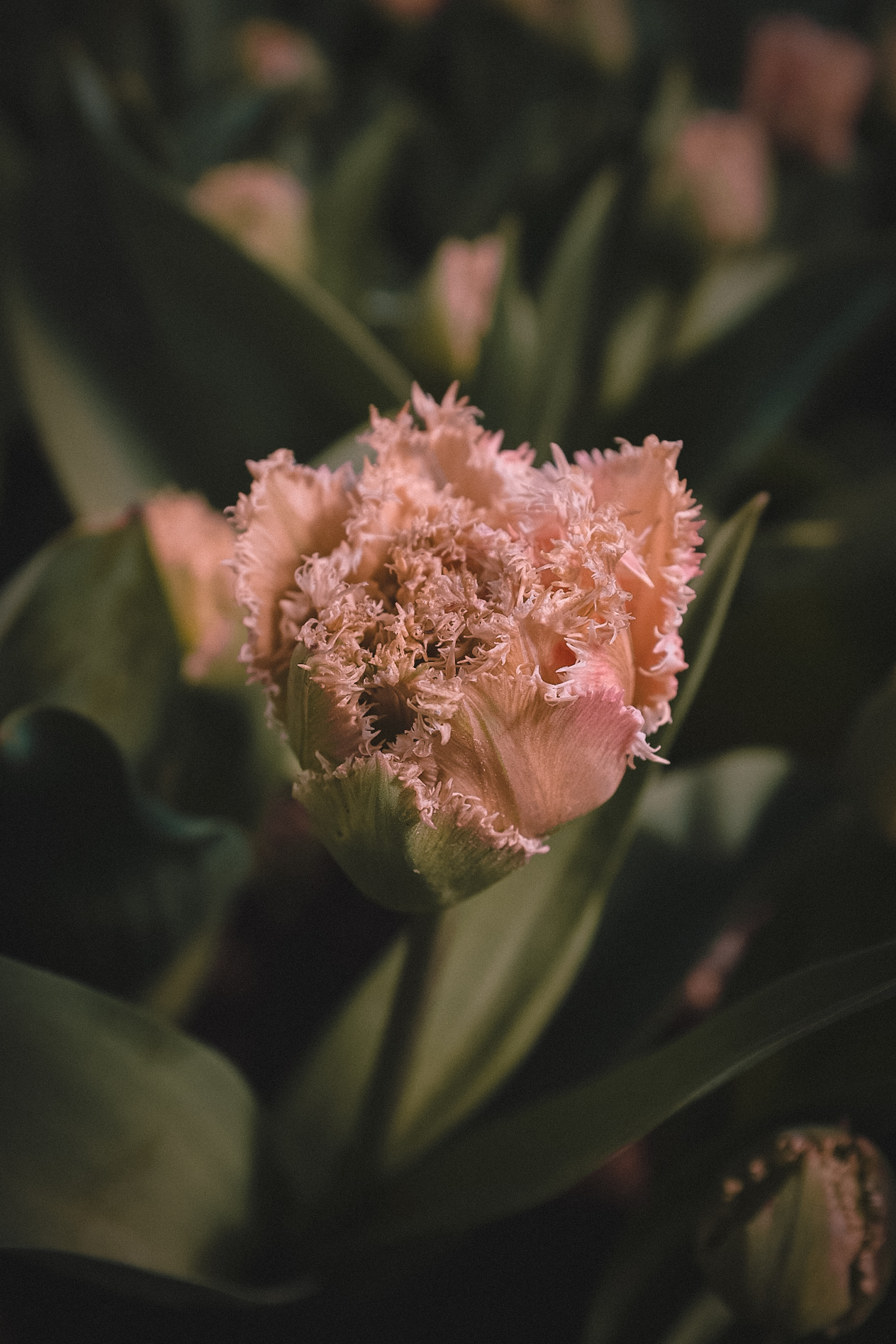 Light pink tulip just beginning to bloom.