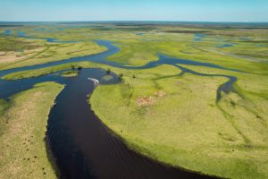 View larger photo: Windy St. John's river swamplands