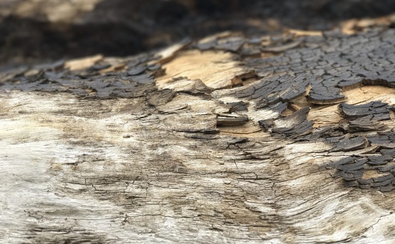 Driftwood Tree Bark