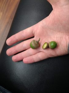 A human hand, holding acorns