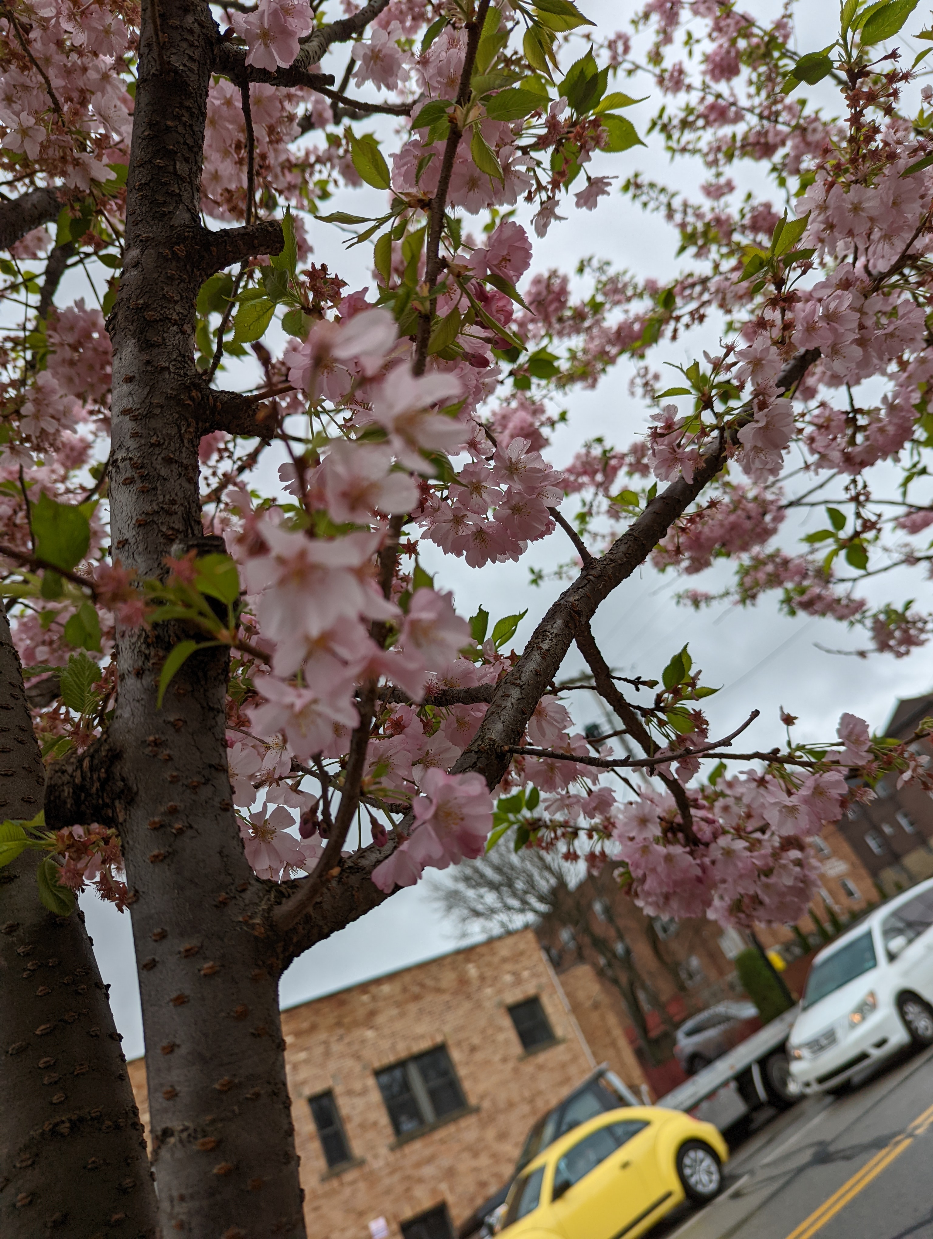 A close up of pink buds on tree branches.