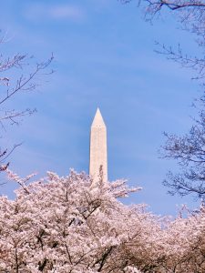 Washington Monument, as seen through cherry blossom trees.
