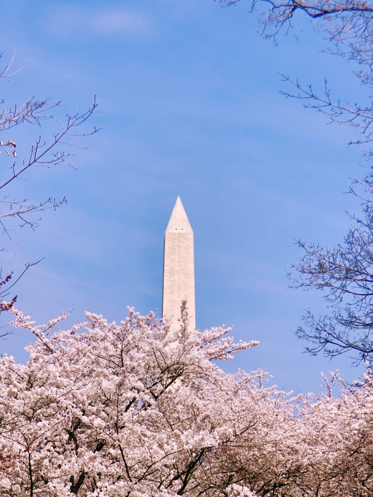 Washington Monument, as seen through cherry blossom trees.