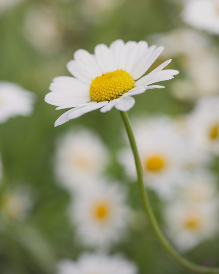 Oxe Eye Daisy