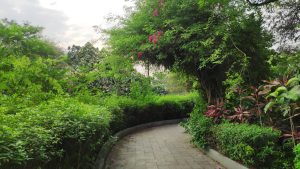 way to garden, trees and flowers