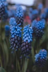 Two blue tulips
