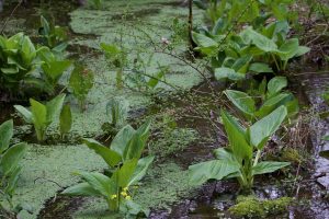 View larger photo: Skunk Cabbage along the Appalachian Trail