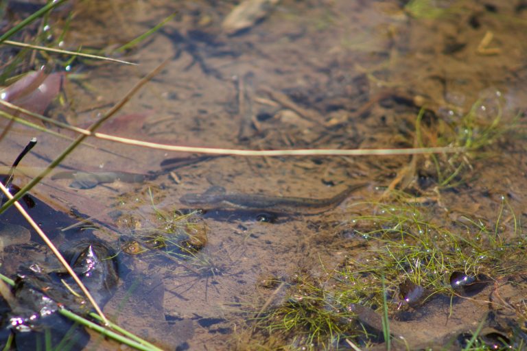 Salamander swimming at Cowans Gap