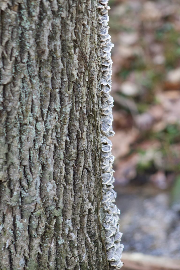 Tree Fungus