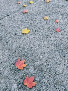 View larger photo: Colorful maple leaves on the ground