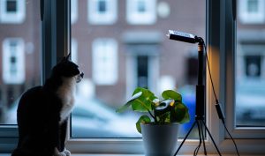 A cat sitting at the window