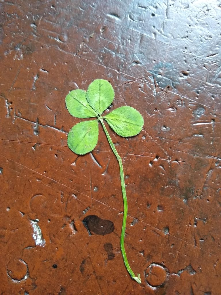 A four-leaf clover