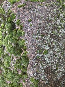 Stein, Moos, Flechten, Wetterseite, Verwitterung, Natur, Bodenbildung