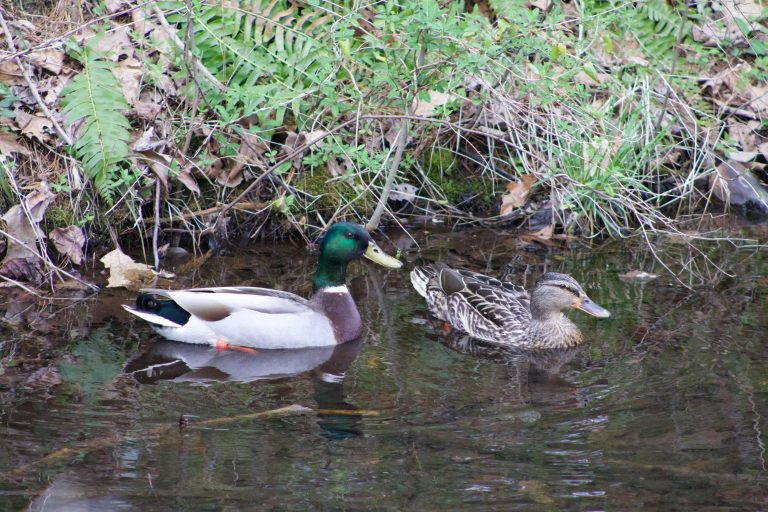 Ducks swimming at Colonel Denning State Park