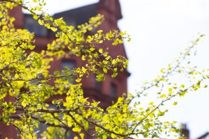 green leaves, summer, city tree