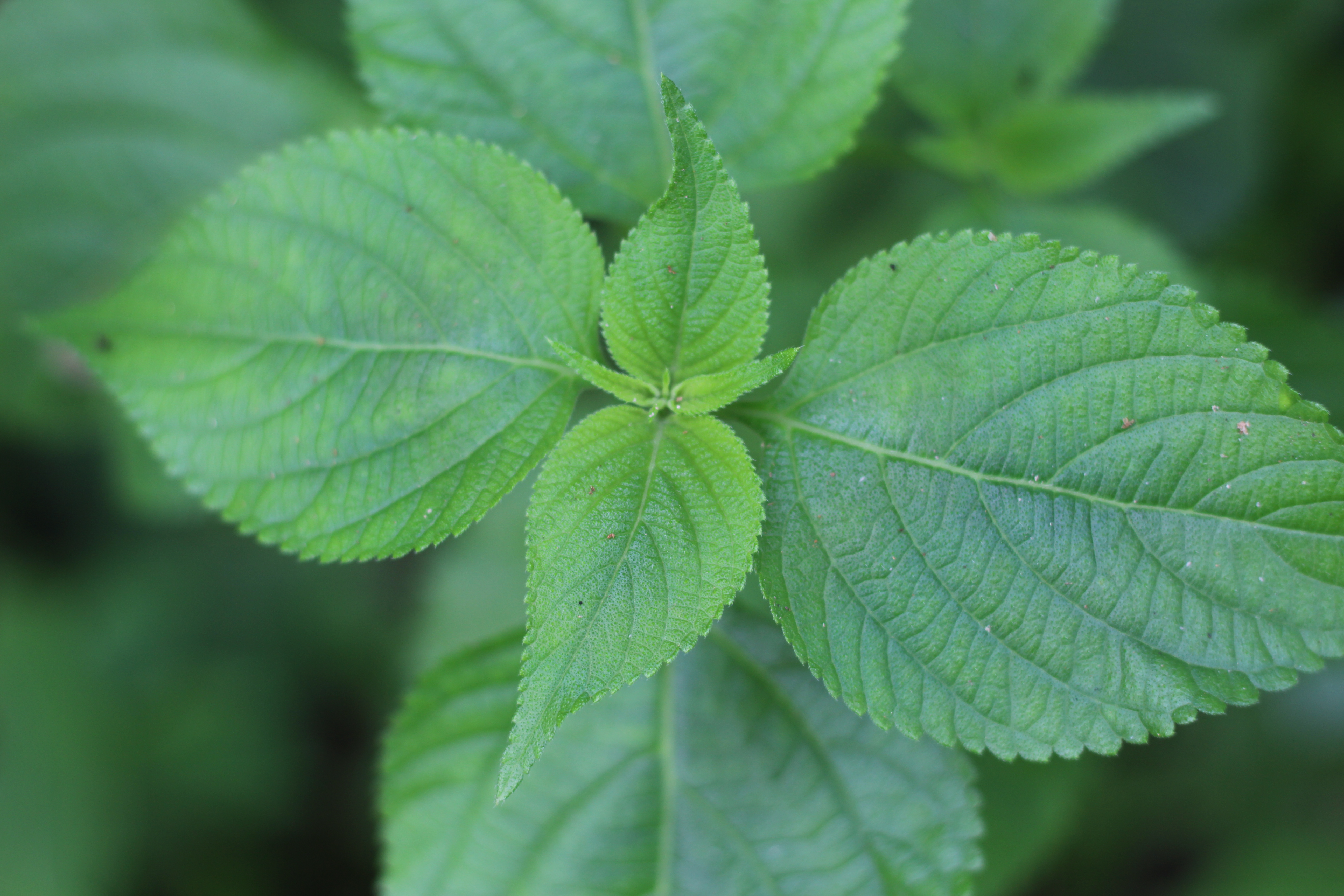 Green Leaf