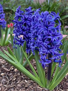 Blue hyacinth.
