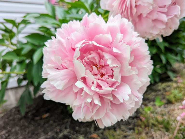 Pink Peony Flower