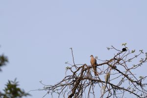 Bird Sitting on Branch
