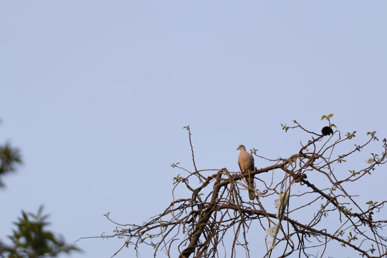 Bird Sitting on Branch