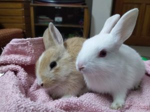 Lovely Rabbits
