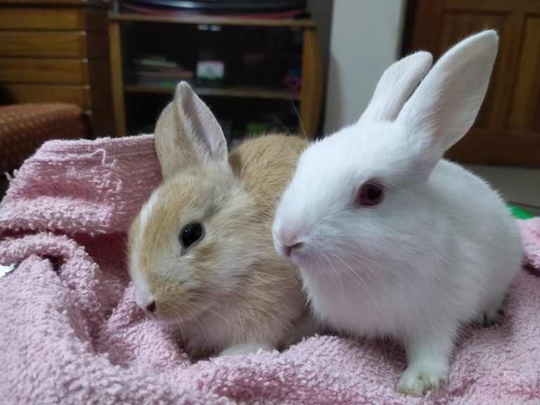 Lovely Rabbits