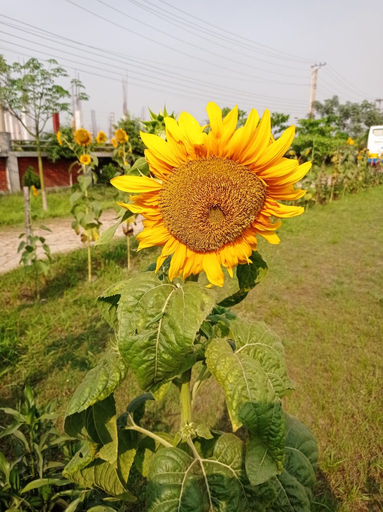 Somewhere in Eastern University Bangladesh