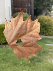 Brown leaf

