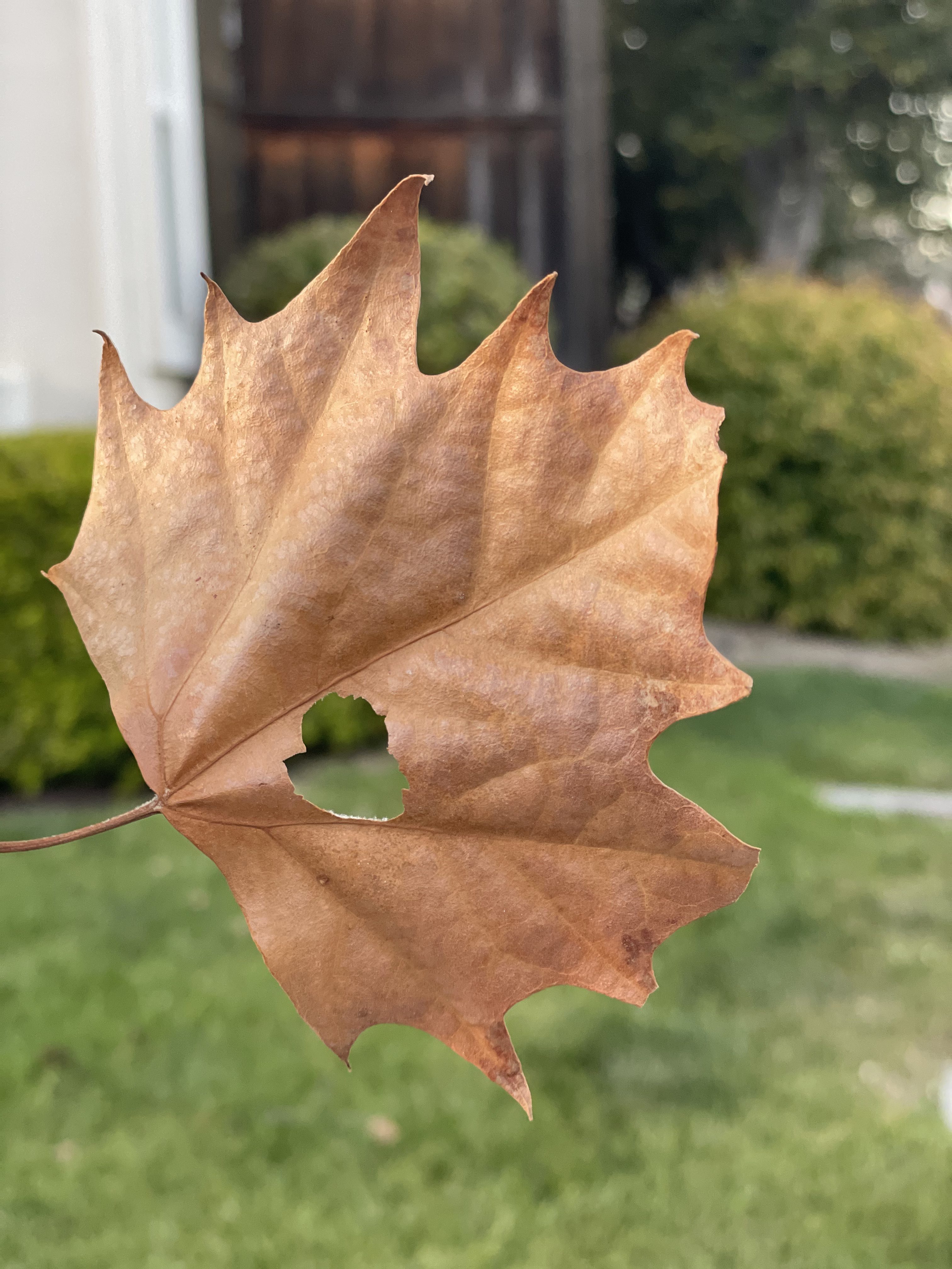 Brown leaf