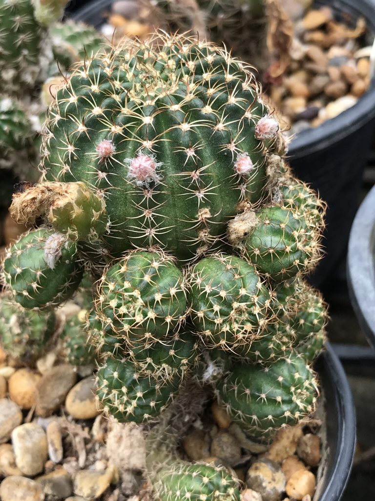 Cactus with buds flower