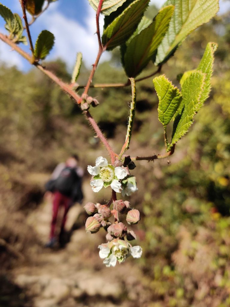 Wild Flower while hiking into wood.