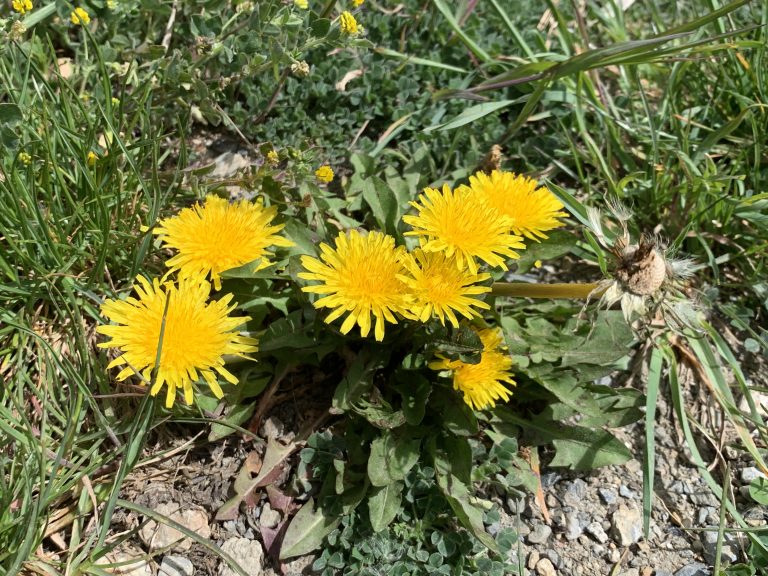 Dandelion in the meadow