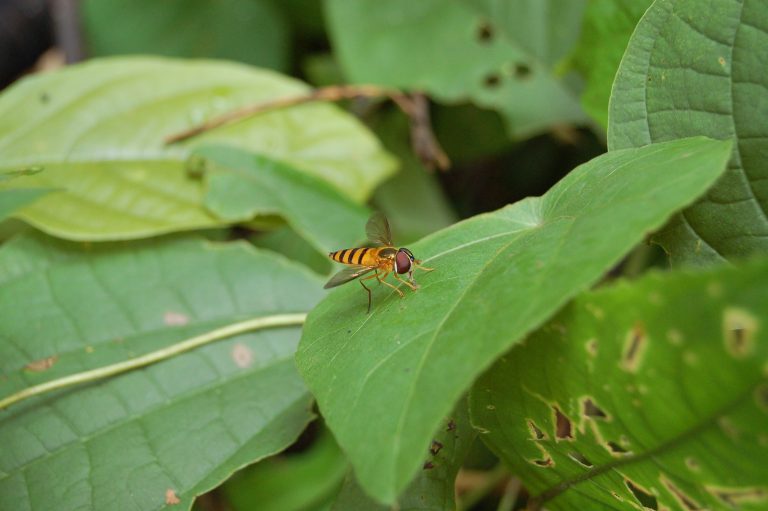 Flying insects on green leaves