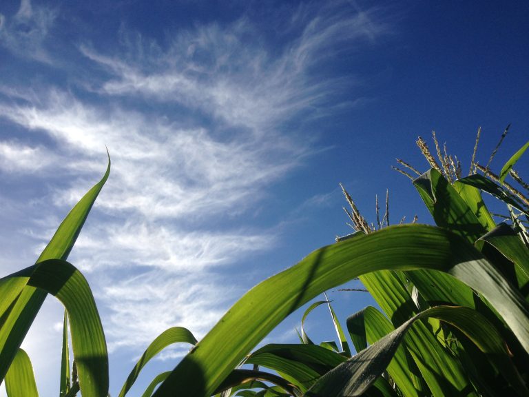 Looking up past corn stalks to the strands of cloud in the sky.