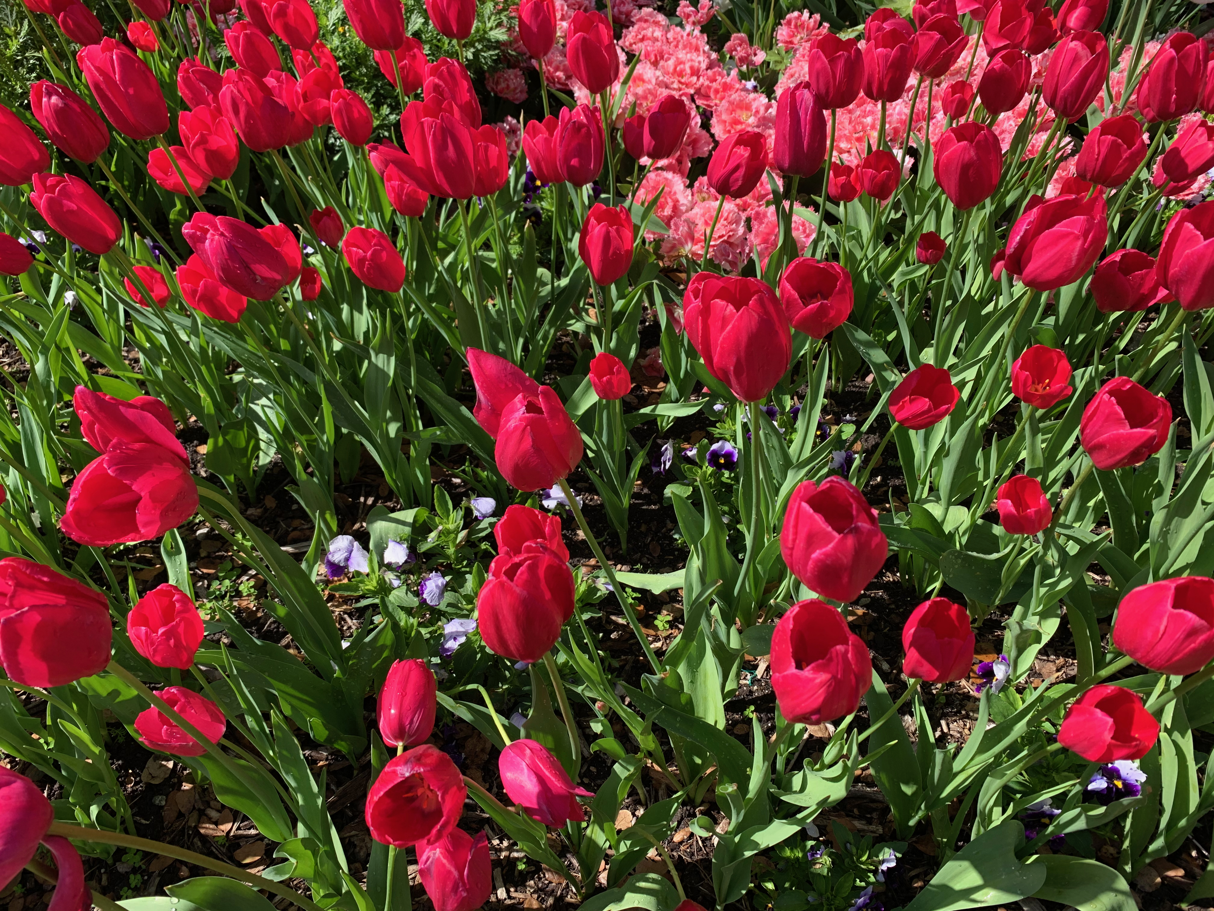A vibrant garden filled with red tulips in full bloom, with a few pink flowers and green leaves in the background, under bright sunlight.