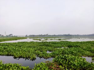 A small river in Gazipur, Bangladesh
