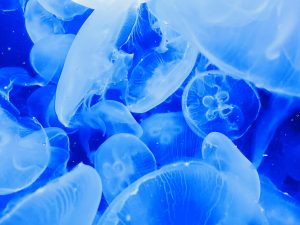 Jellyfish in an aquarium
