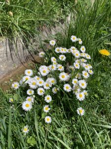 Daisies at the edge of the stream
