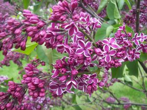 Lilacs flowers