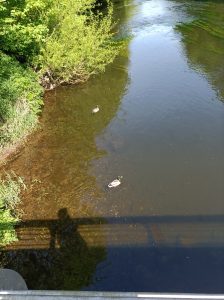 ducks watching