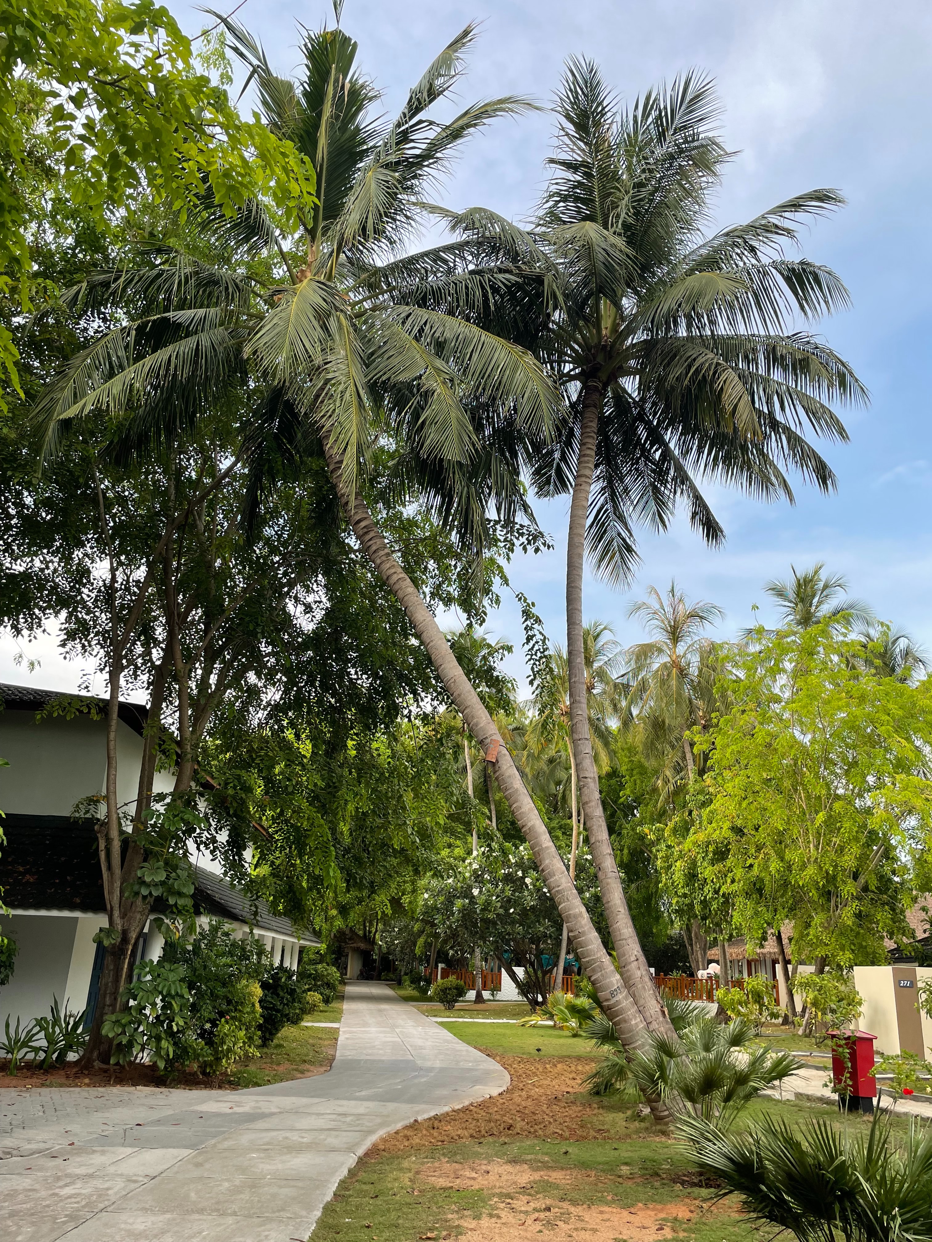 A paved pathway curves through a tropical garden setting, flanked by lush greenery and tall palm trees. To the left, a building with a slanted roof is partially visible, while a bright blue sky creates a serene backdrop.