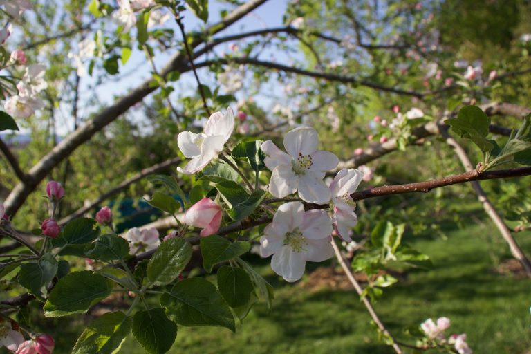 apple blossoms